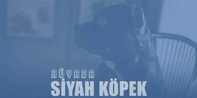 Rüyada Siyah Köpek Görmek: Gizemli Mesajlar ve İçsel Yolculuk