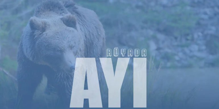 Rüyada Ayı Görmek Ne Anlama Gelir?