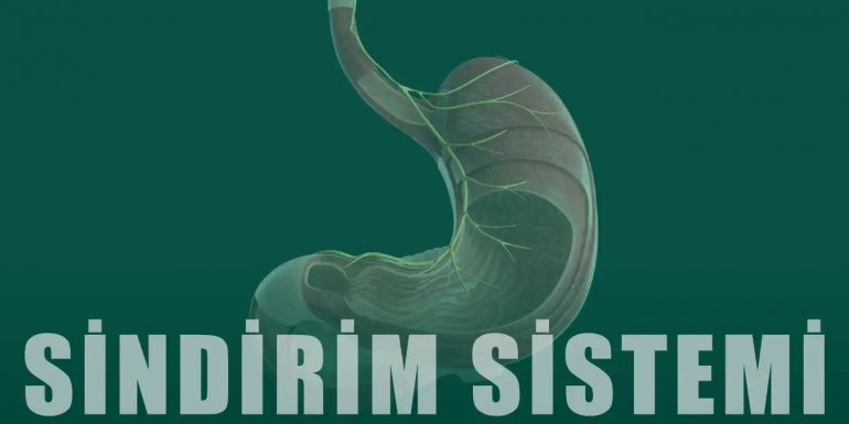 Sindirim Nasıl Olur? Sindirim Sistemi Hastalıkları Nelerdir?