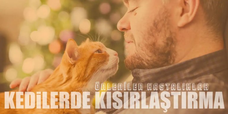 Kedilerde Kısırlaştırma Hangi Hastalıkların Önüne Geçer?