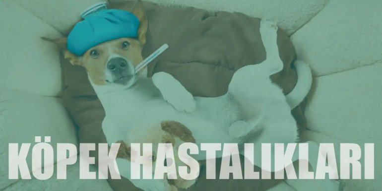 Köpeklerde En Çok Görülen Hastalıklar