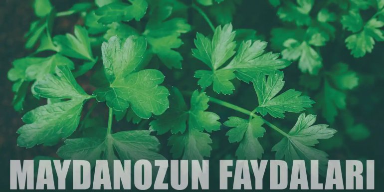 Toksin ve Ödem Attırıcı Maydanozun 10 Faydası