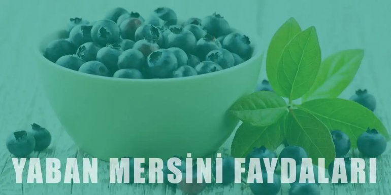 Kan Sulandırıcı Yaban Mersininin Sağlığa Faydaları