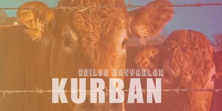 Kurban Edilebilen Hayvanlar | Hangi Hayvanlar Kurban Edilir?