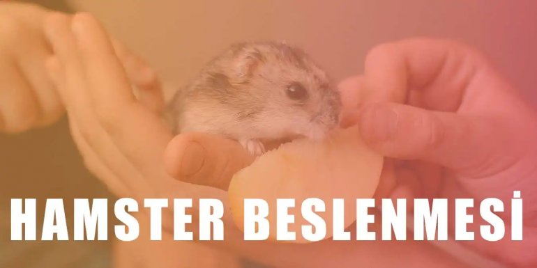 Hamster Nasıl Beslenir? Dikkat Edilmesi Gerekenler