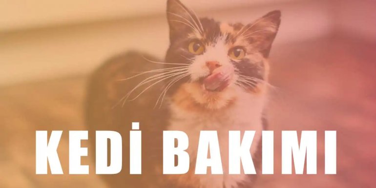 Kedi Bakımı Nasıl Yapılır? Kedi Bakımı İçin Gerekenler