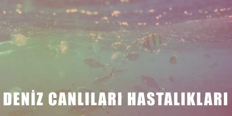 Deniz Canlıları Hastalıkları ve Tedavileri Hakkında Bilgiler