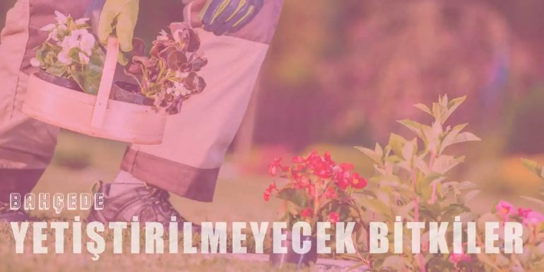 Bahçenizde Yetiştirmemeniz Gereken 8 Bitki