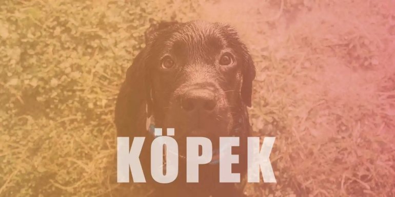 Köpekler Kaç Yıl Yaşar, Ne Yer? ve Köpekler Hakkında Bilgi