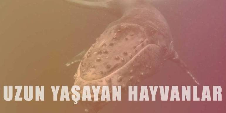 En Uzun Yaşayan Hayvan Türleri ve Hakkında Bilgiler