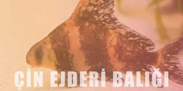 Çin Ejderi Balığı Bakımı | Özellikleri ve Beslenmesi