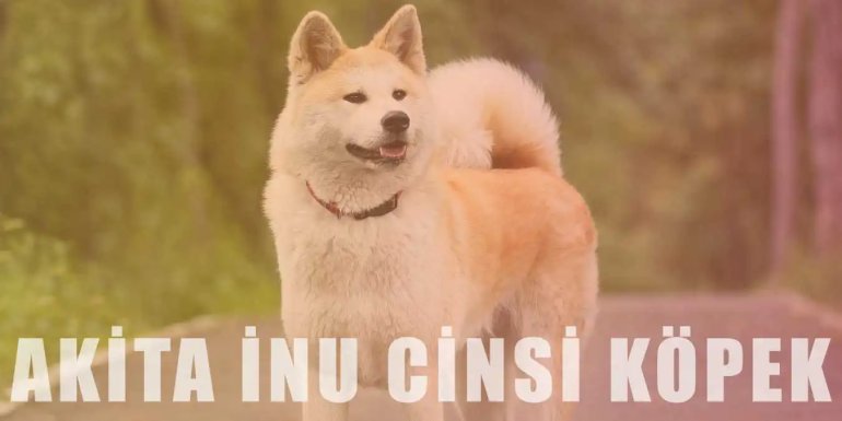 Akita İnu Cinsi Köpek | Özellikleri ve Bakımı