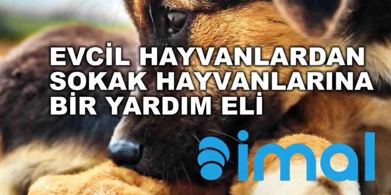 Sokak Köpeklerini Sorun Olmaktan Çıkaracak Proje; IMAL