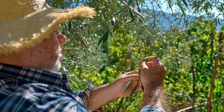 En İyi Zeytin Toplama Makinesi Tavsiyeleri ve Markaları