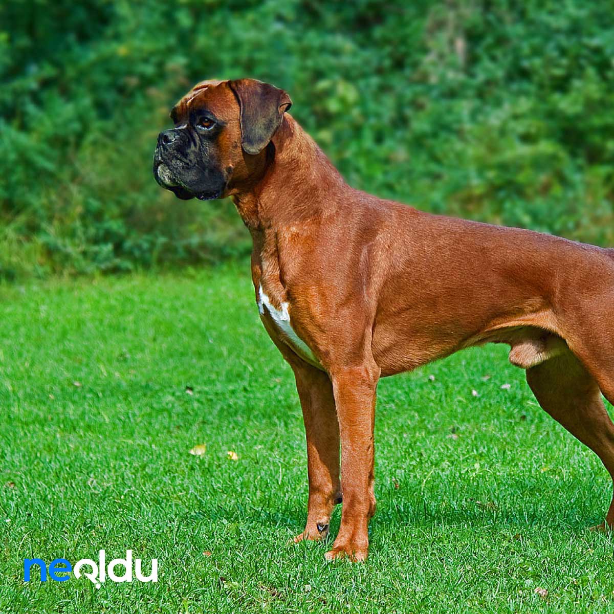 Boxer Köpek Cinsi