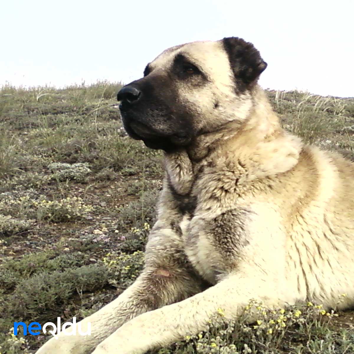 Sivas Kangal Köpeği