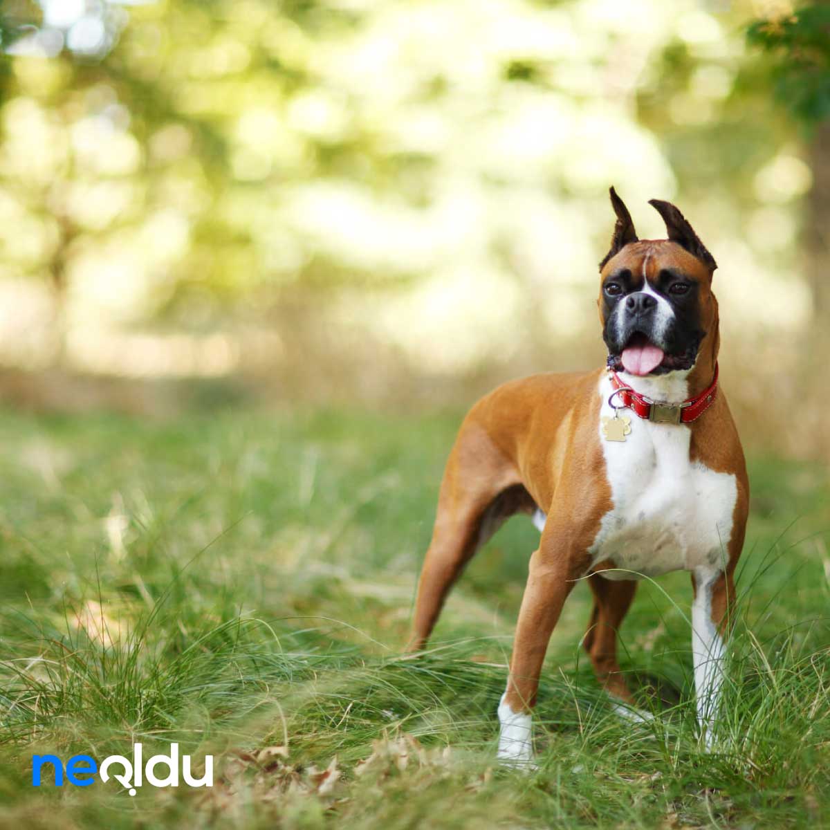 Boxer Köpek Cinsi