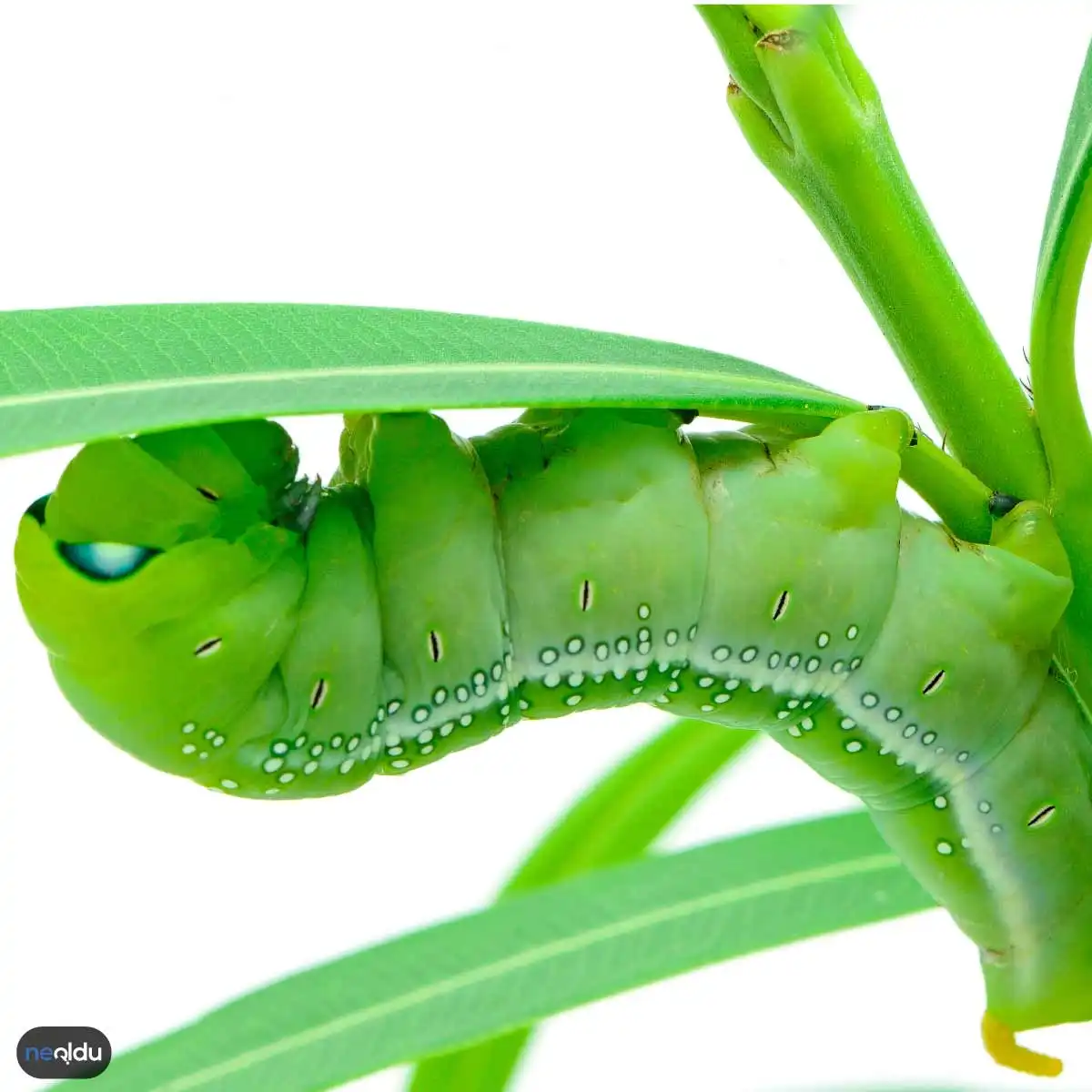 Baron Caterpillar Ağaç Yaprakları Arasında Kamuflaj