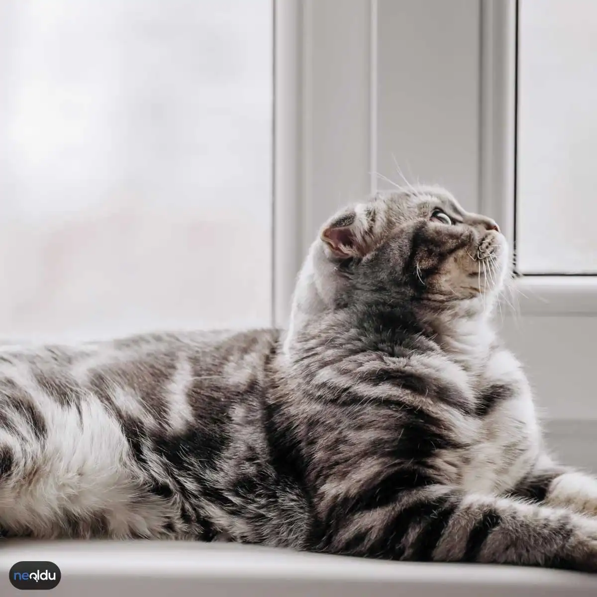 Kedi Bakımı Nasıl Yapılır