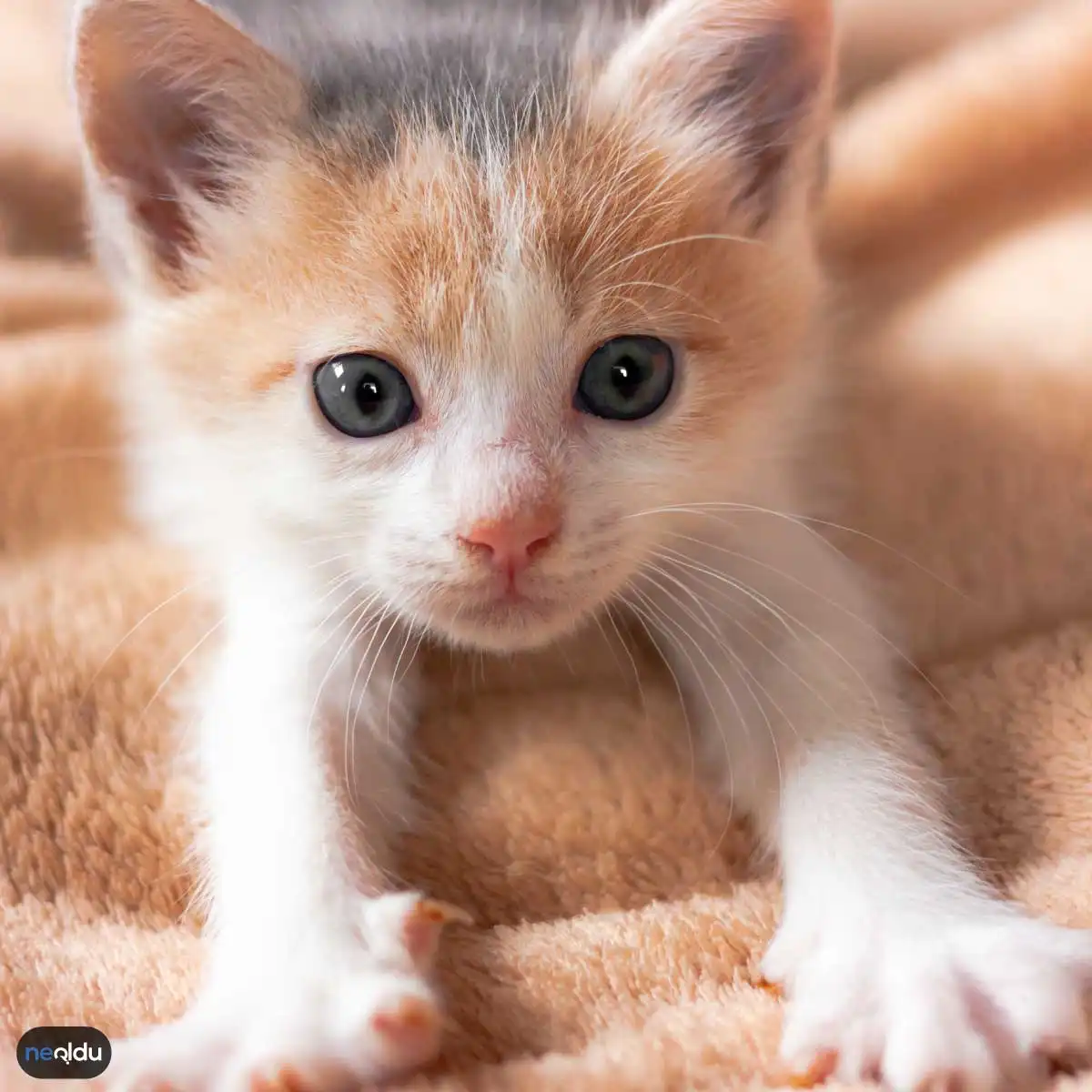 Yavru Kedi Bakımı Nasıl Olur