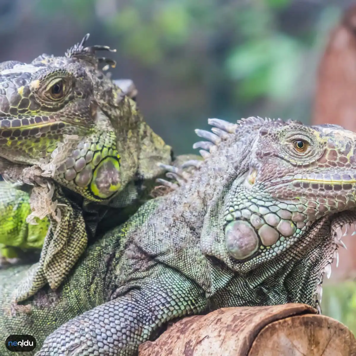 İguana Bakımı Nasıl Yapılır