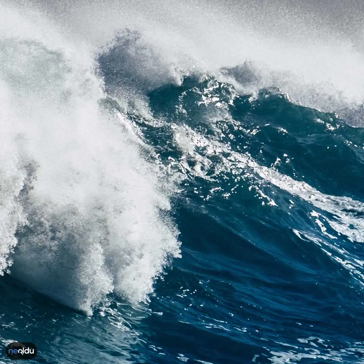 Tsunami Hakkında Bilgiler