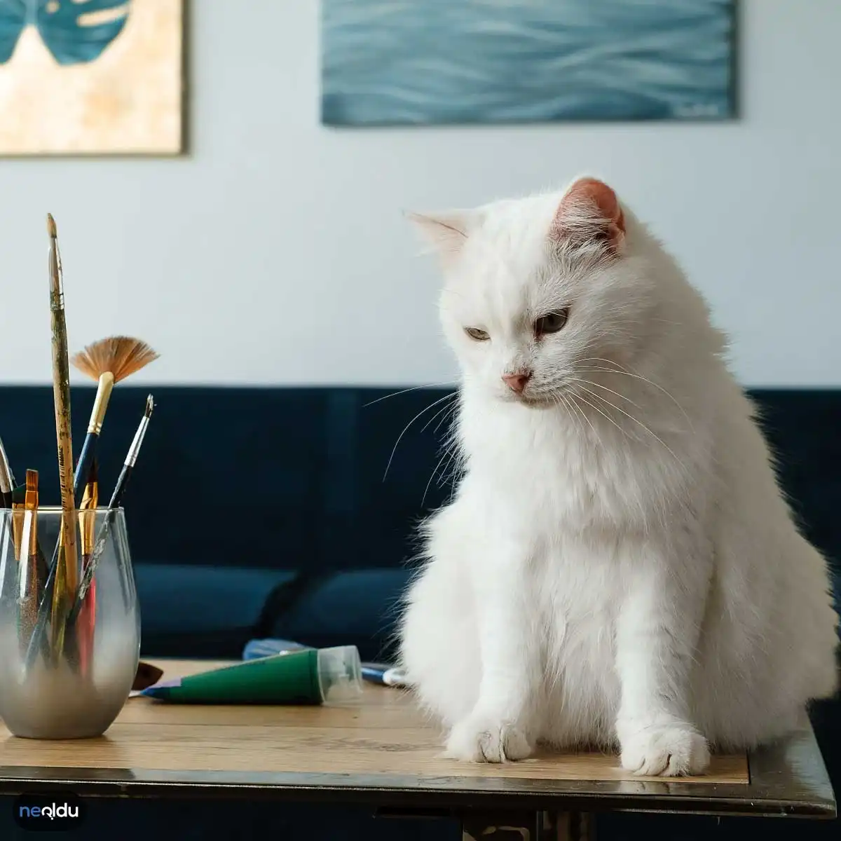 Evde Kedi Beslemenin Zararları Neler