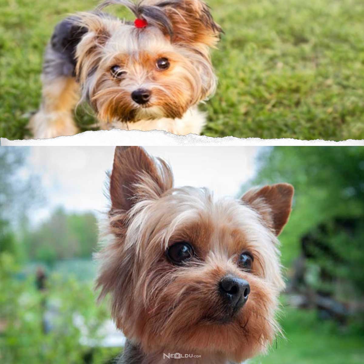 Yorkshire Terrier Köpek Cinsi