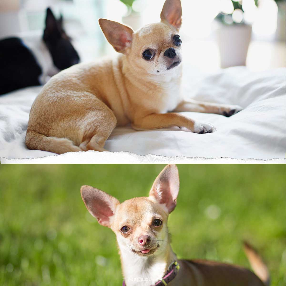 Chihuahua Köpek Cinsi