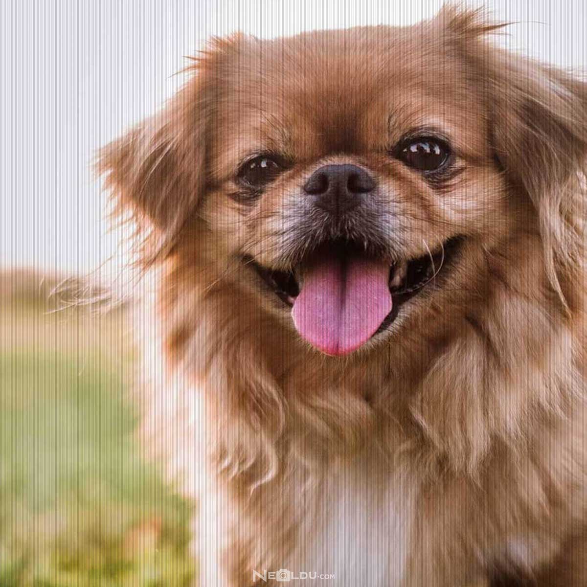 Pekingese Köpek Cinsi Hakkında