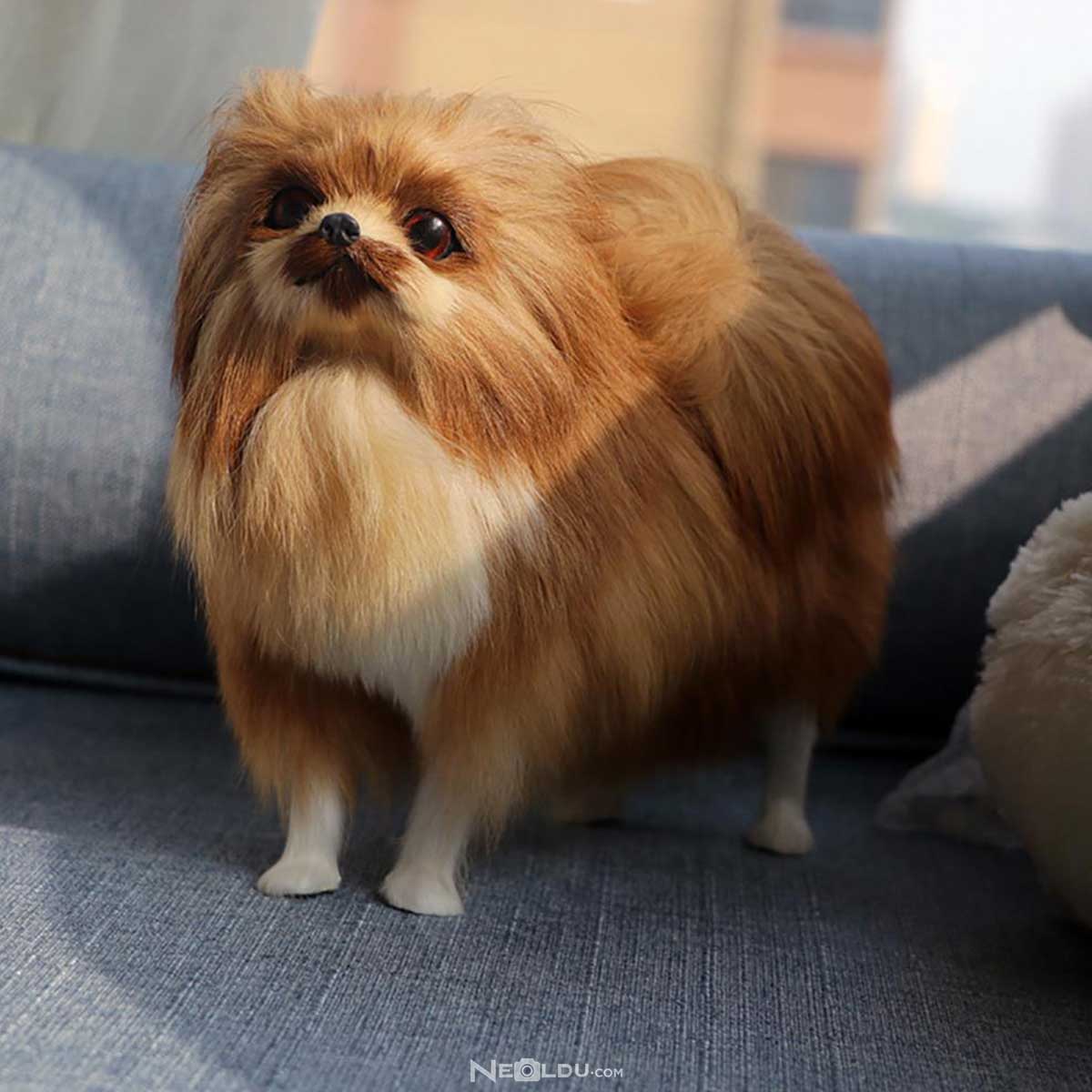 Pomeranian (Boo) Köpek Cinsi 