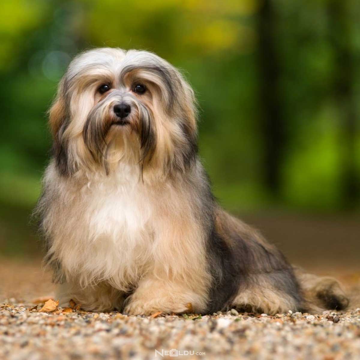 Havanese Köpek Cinsi