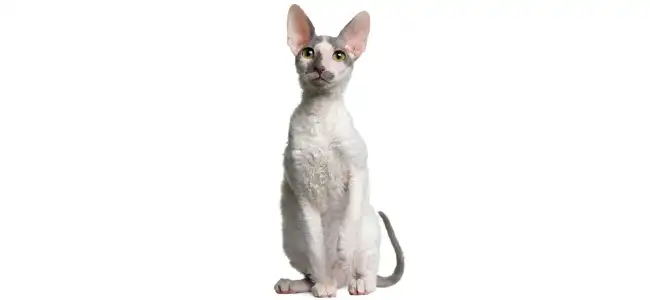 Cornish Rex kedisi fotoğrafı