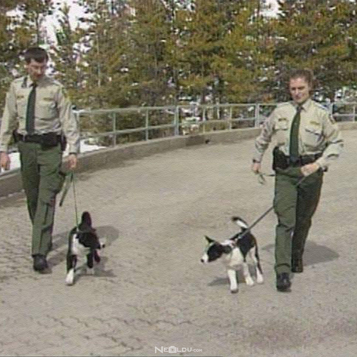 Sizin İçin Hangi Köpek Irkı Uygun?