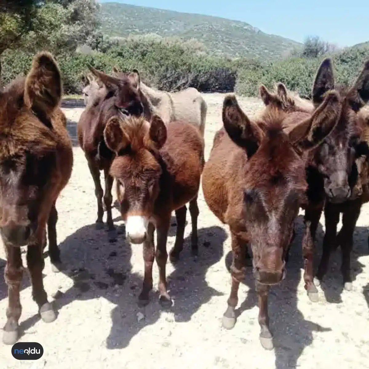 Çeşme'de Gezilecek Yerler