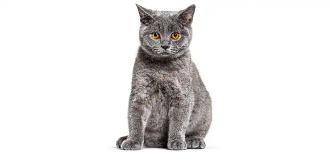 British Shorthair kedisi fotoğrafı