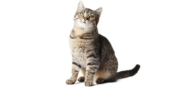 American Shorthair kedisi fotoğrafı