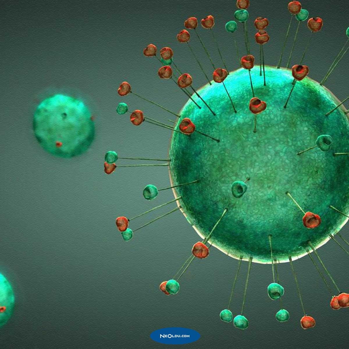 Obezite Koronavirüs Riskini Arttırır mı