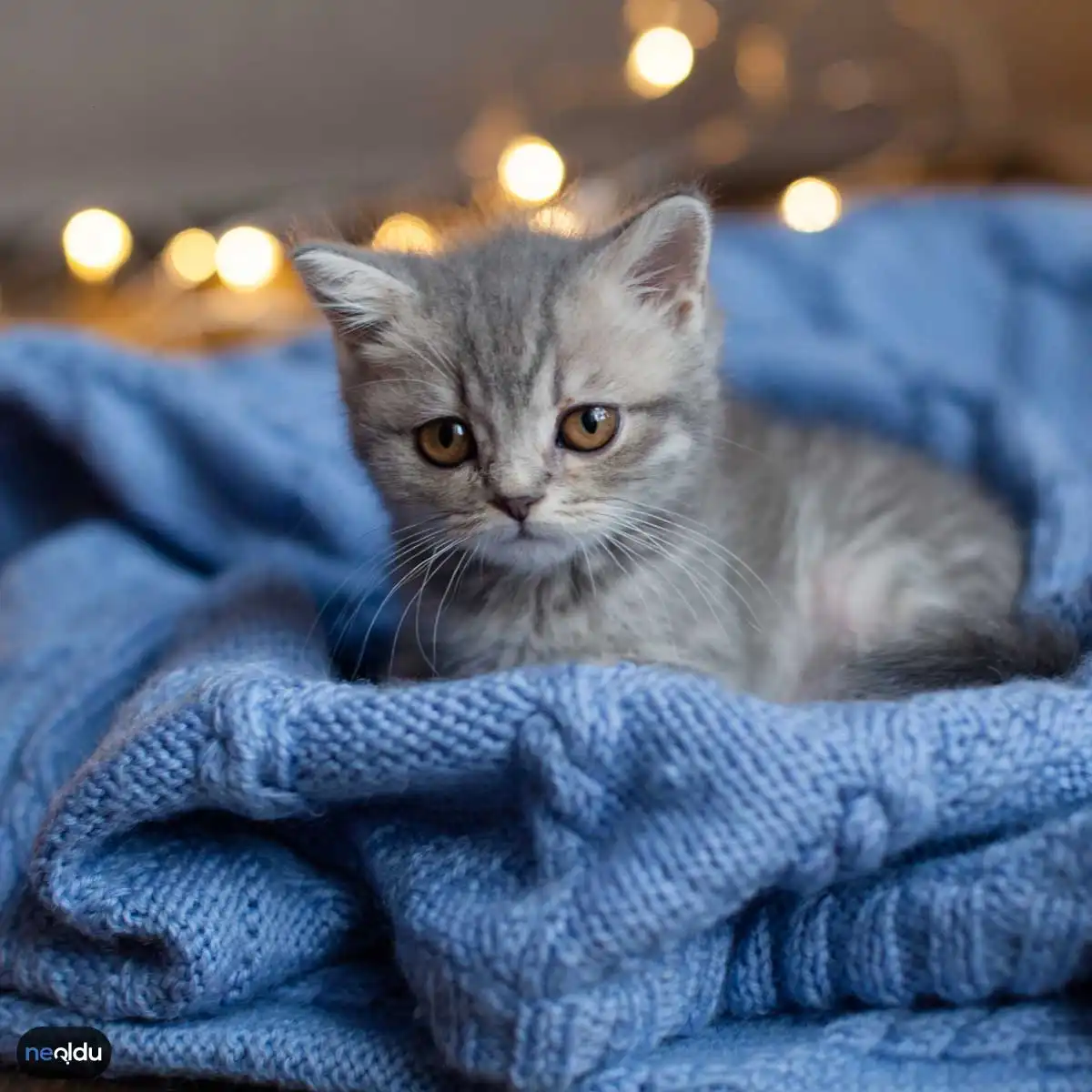 Yavru Kedi Bakımı Nasıl Olur