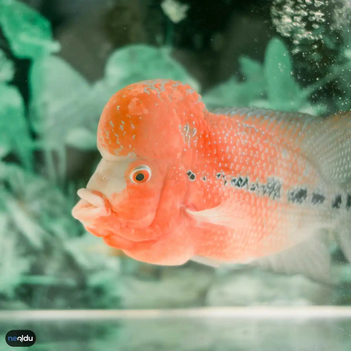 Flowerhorn Balığı Bakımı