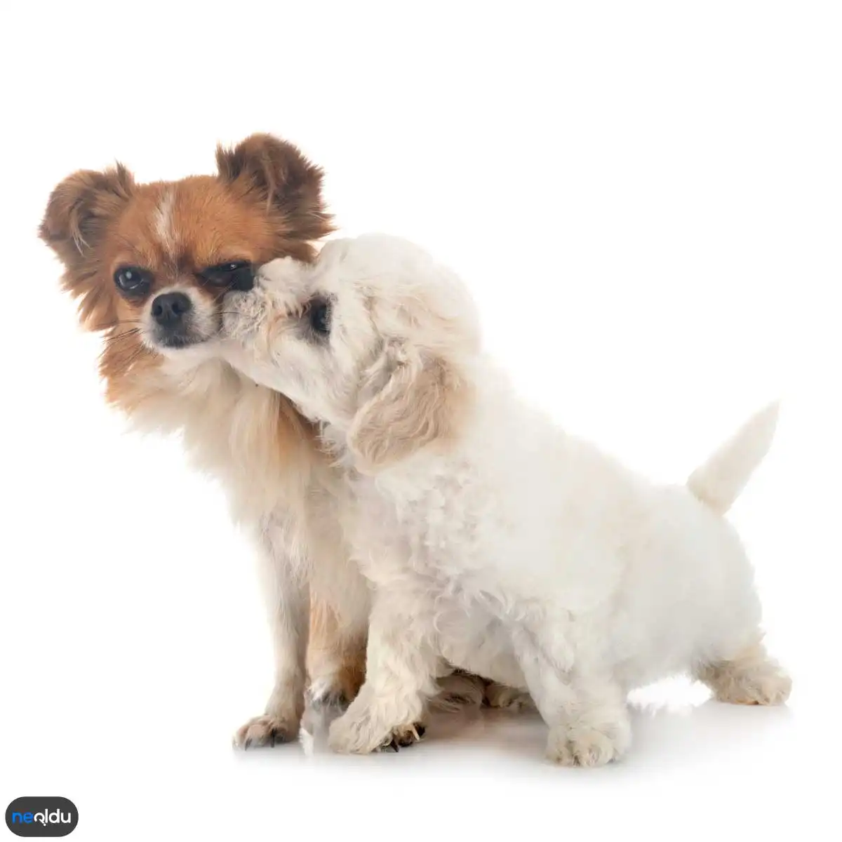 Süs Köpeklerinde Aşı Takvimi