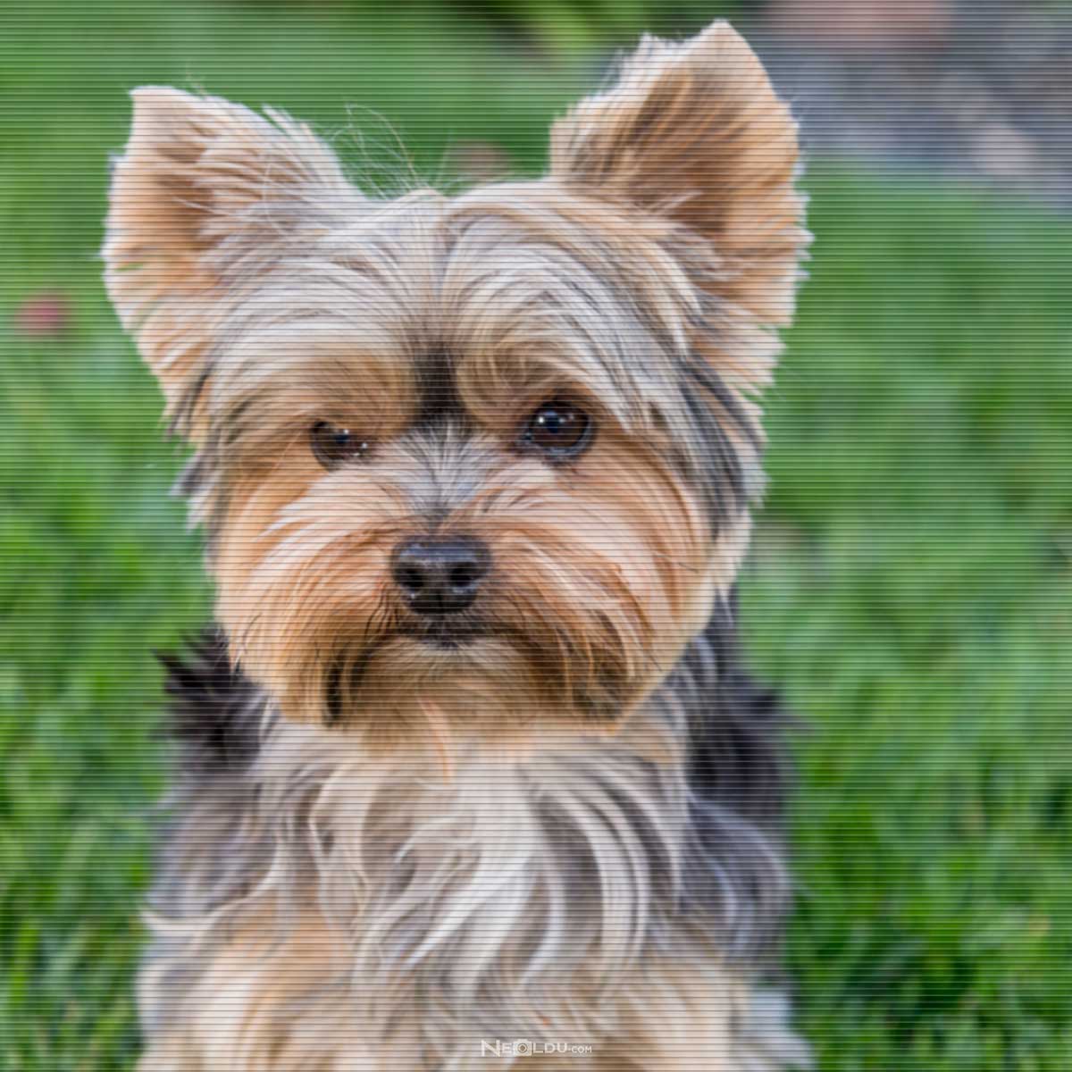 Yorkshire Terrier Köpek Cinsi