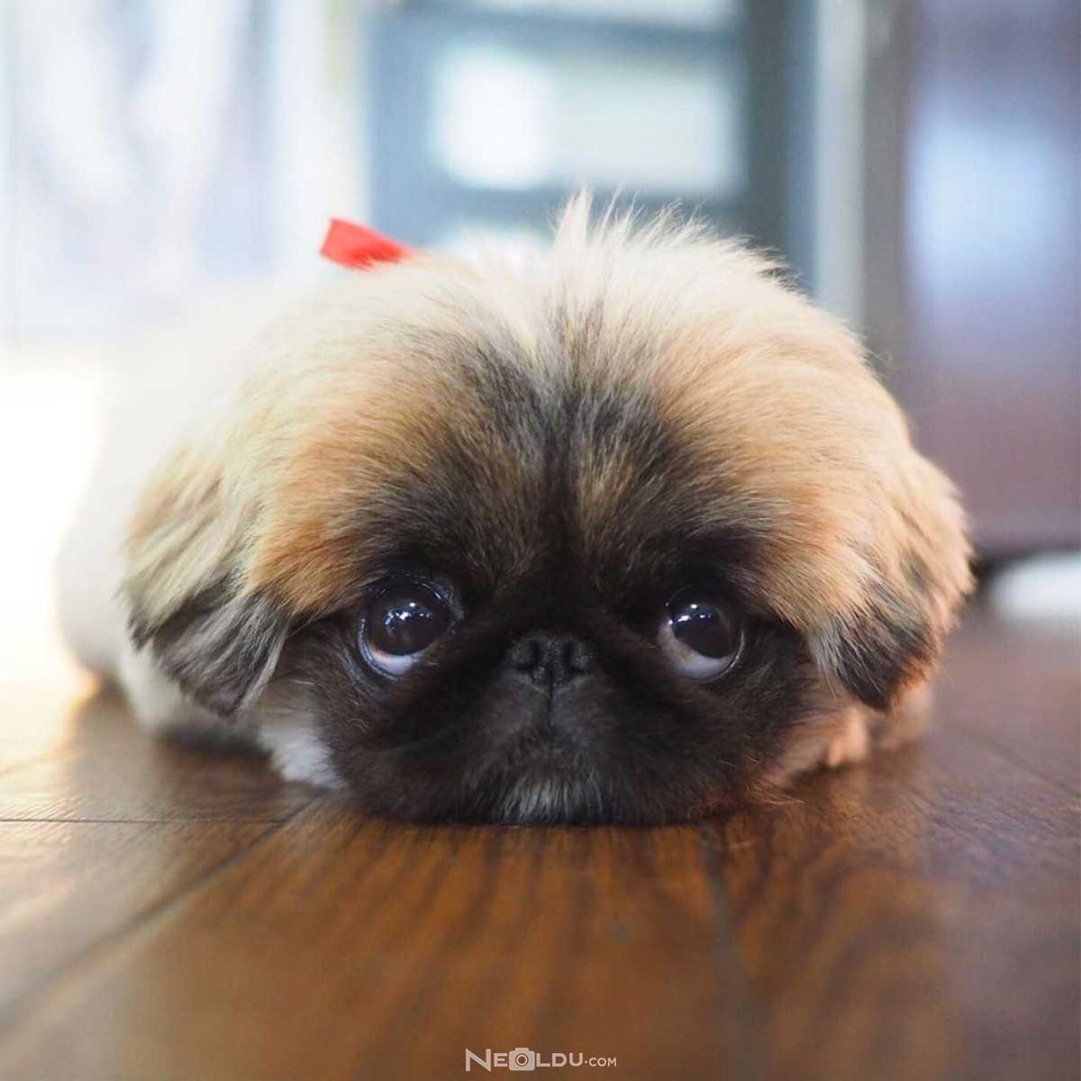 Pekingese Köpek Cinsi Hakkında