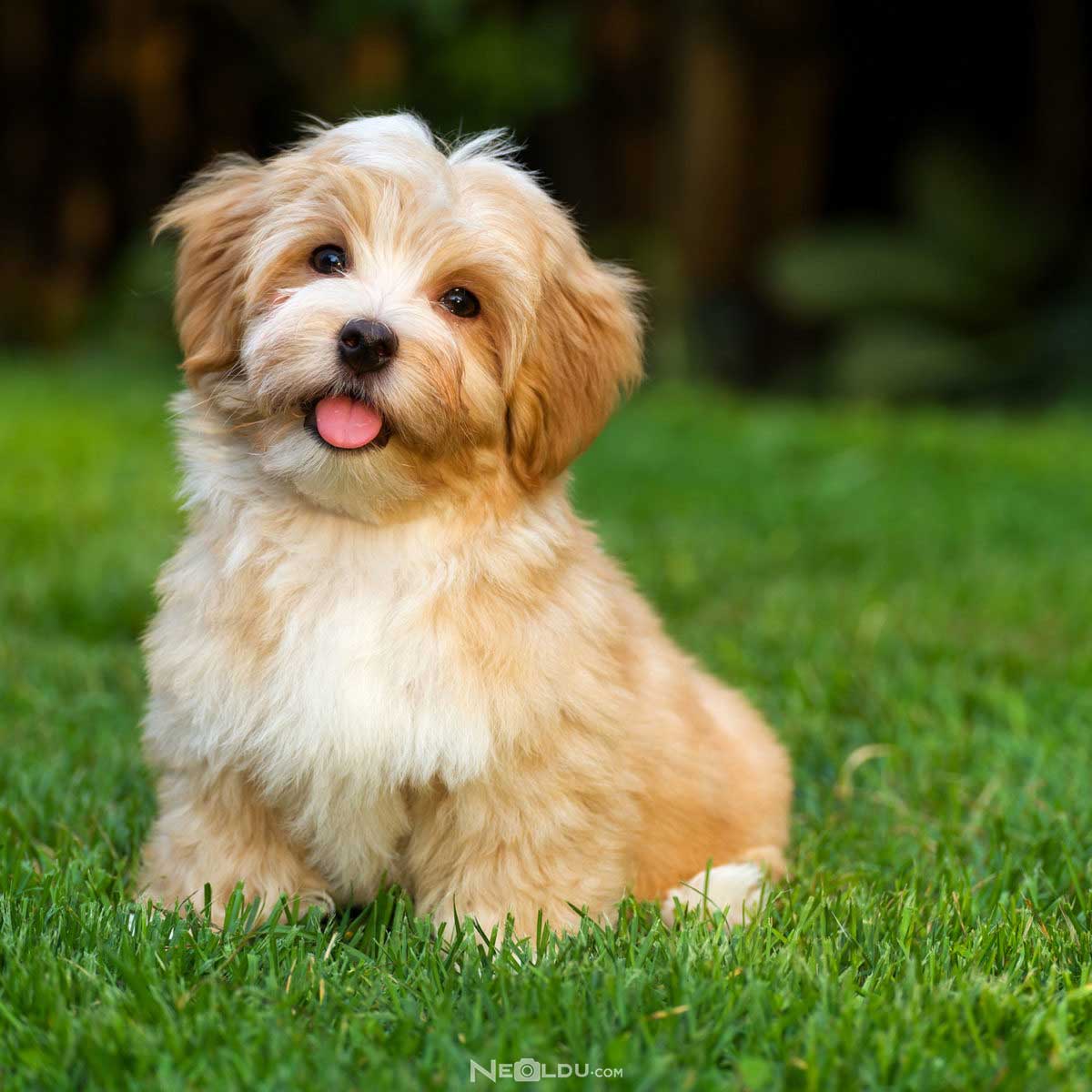 Havanese Köpek Cinsi