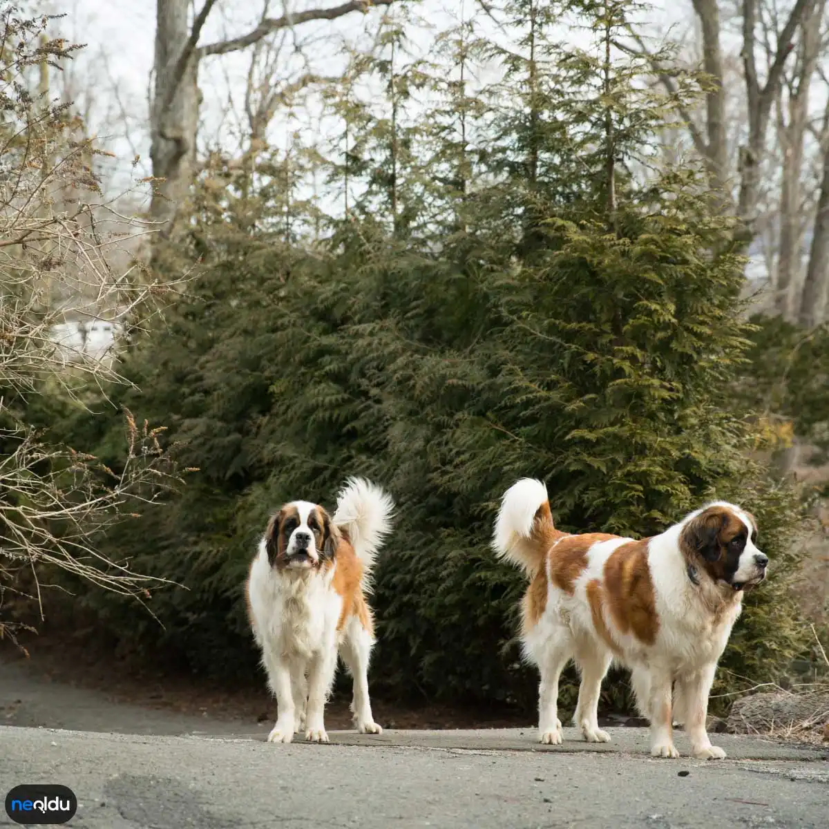 saint bernard köpeği