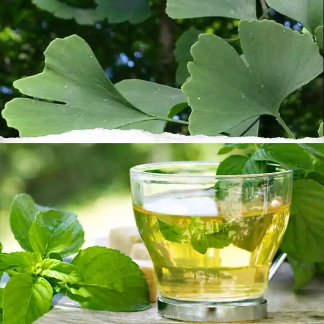 Ginkgo Biloba Çayı