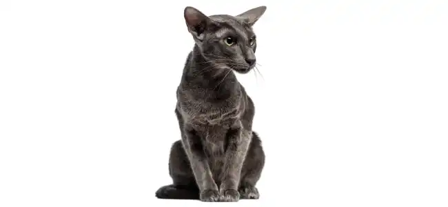 Oriental Shorthair kedisi fotoğrafı