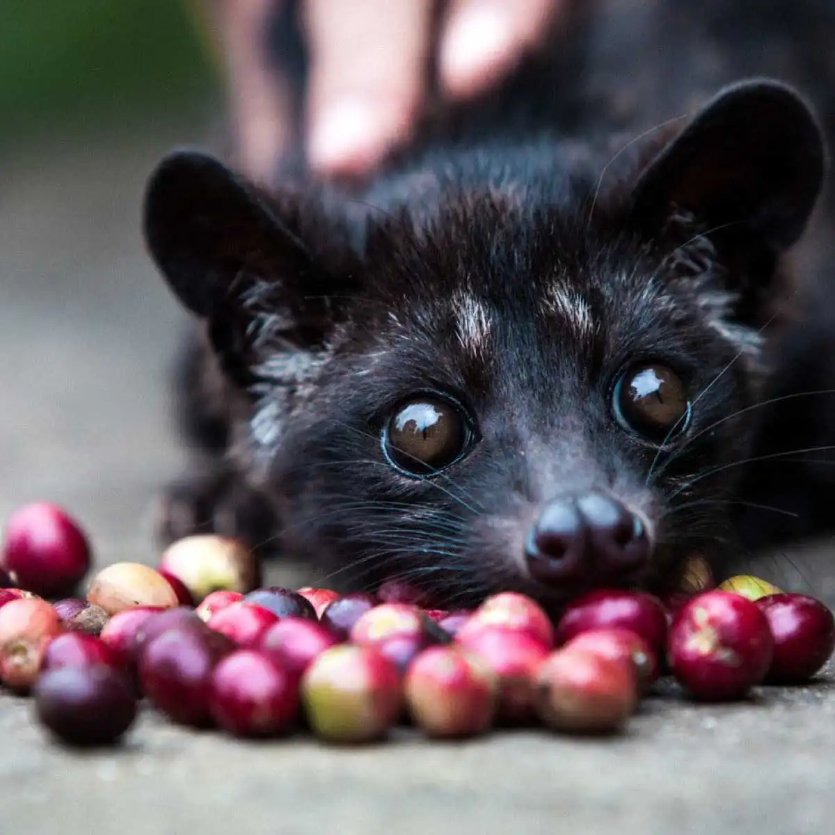 kopi-luwak-kahvesi-003.webp