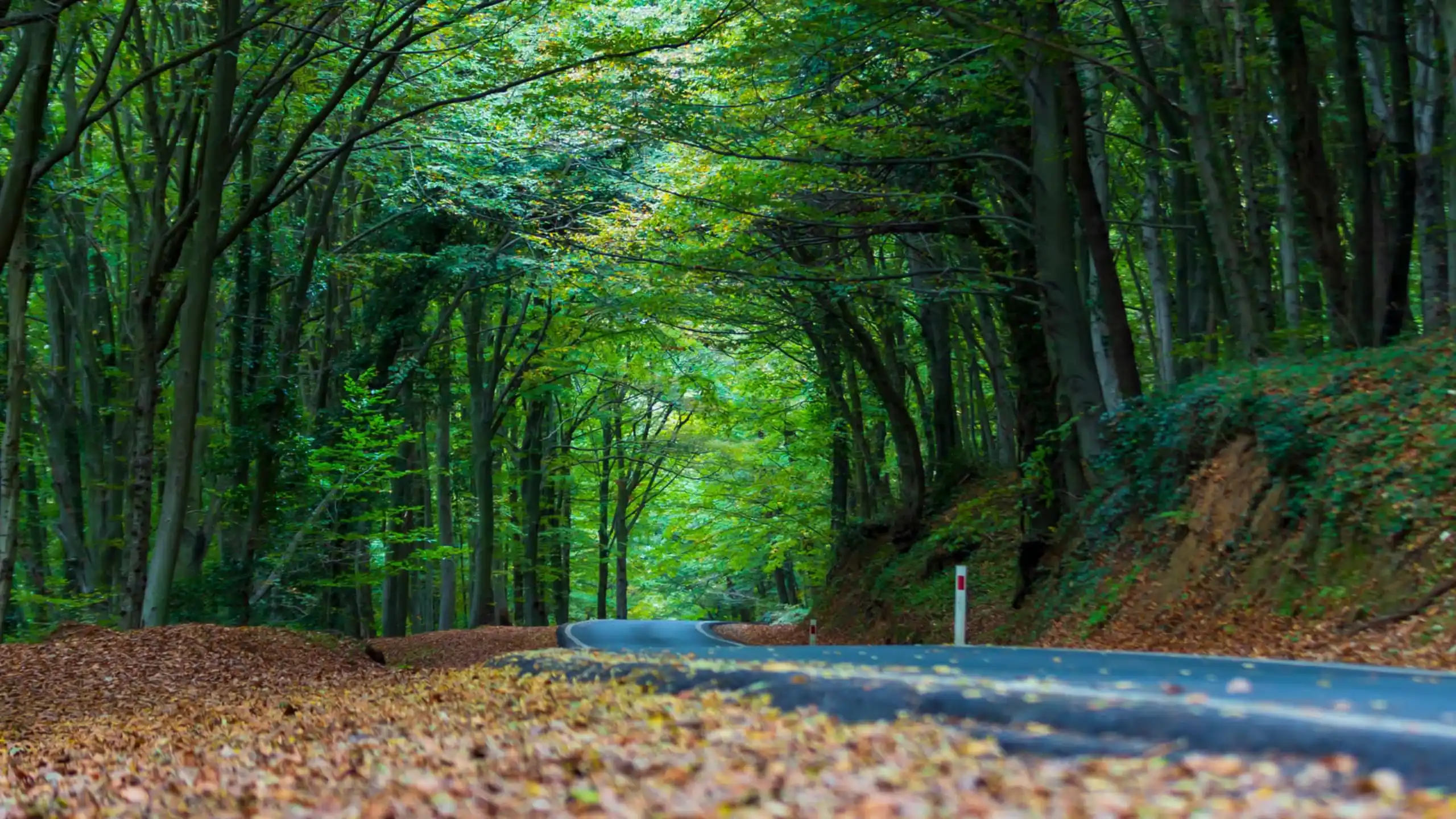 Belgrad Ormanı Aktiviteleri