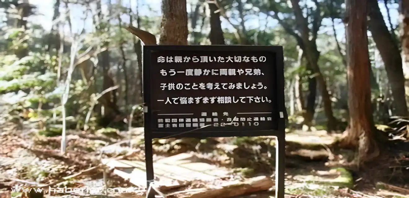 intihar-ormani-aokigahara.webp